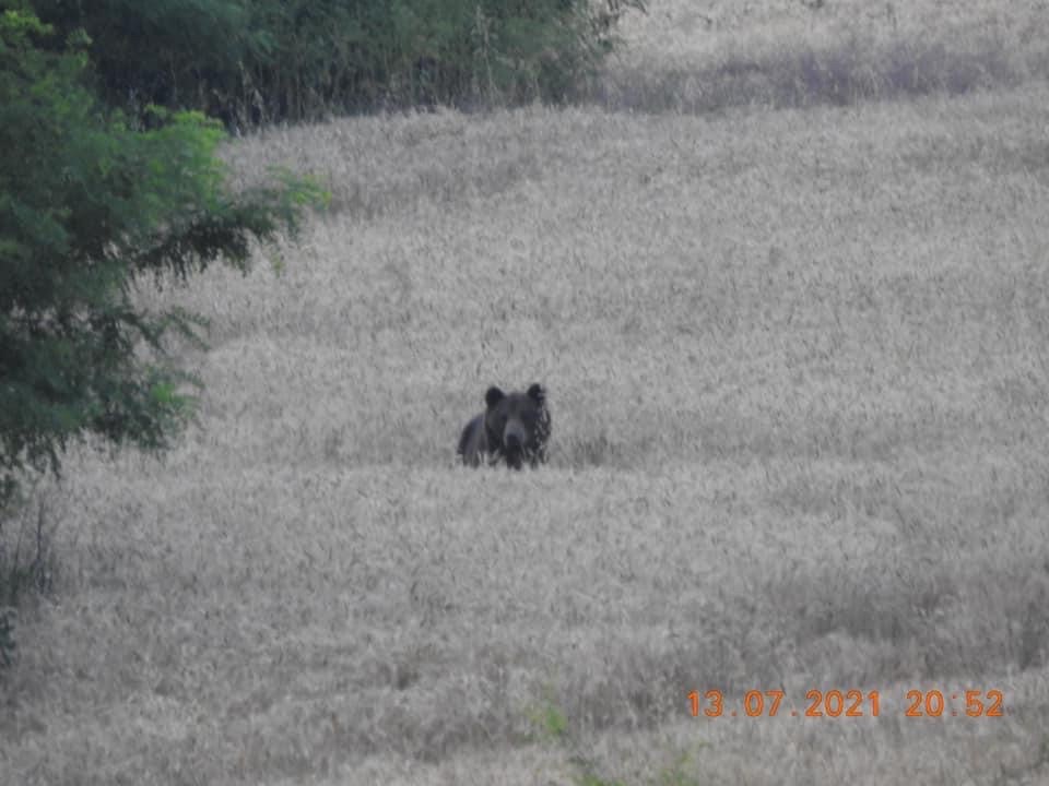 medve