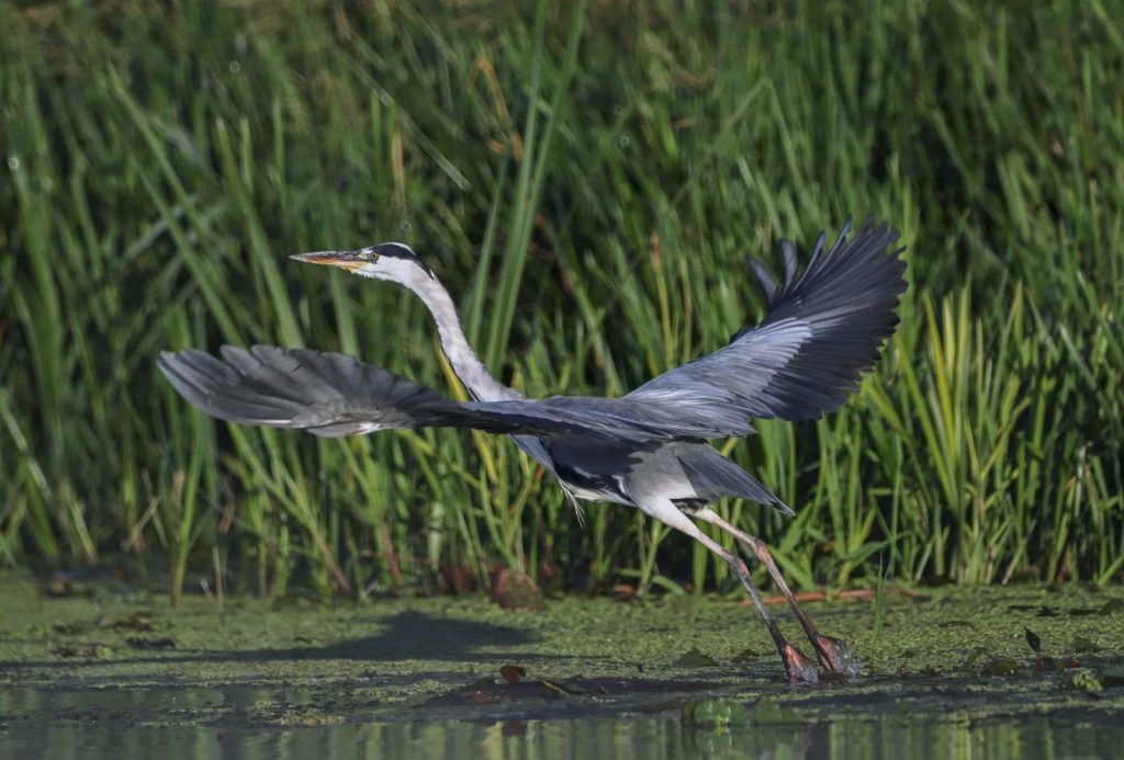 Tisza-tó hajnal természet