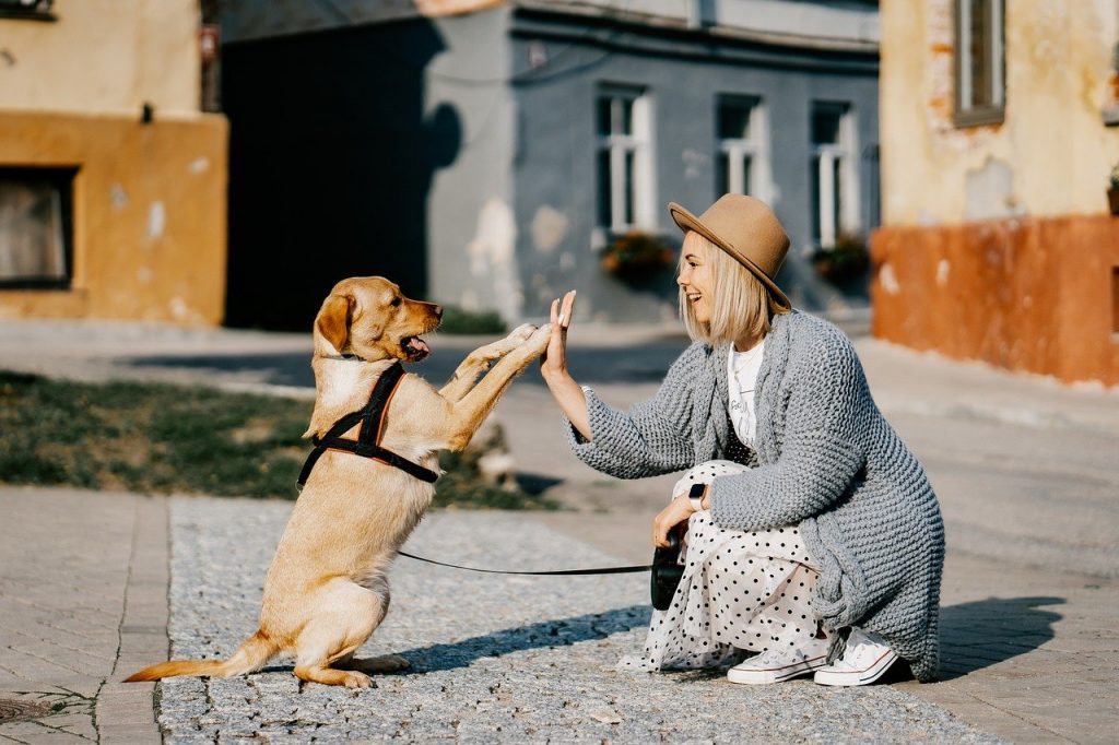 kutya gazda állat pet