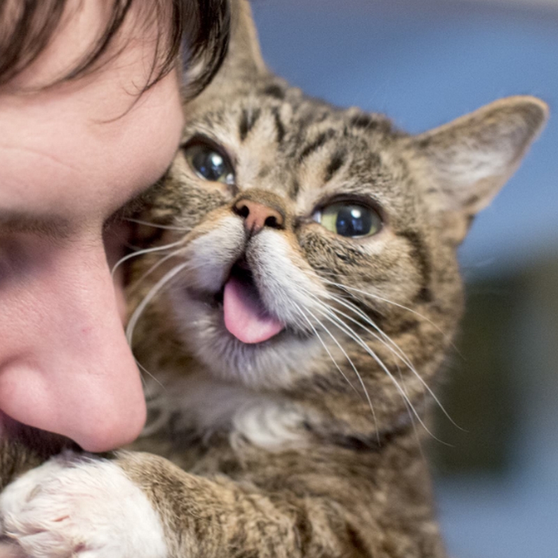 Lil Bub