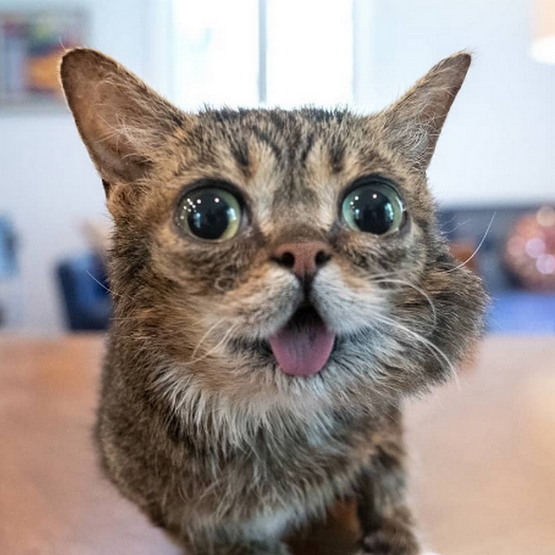 Lil Bub