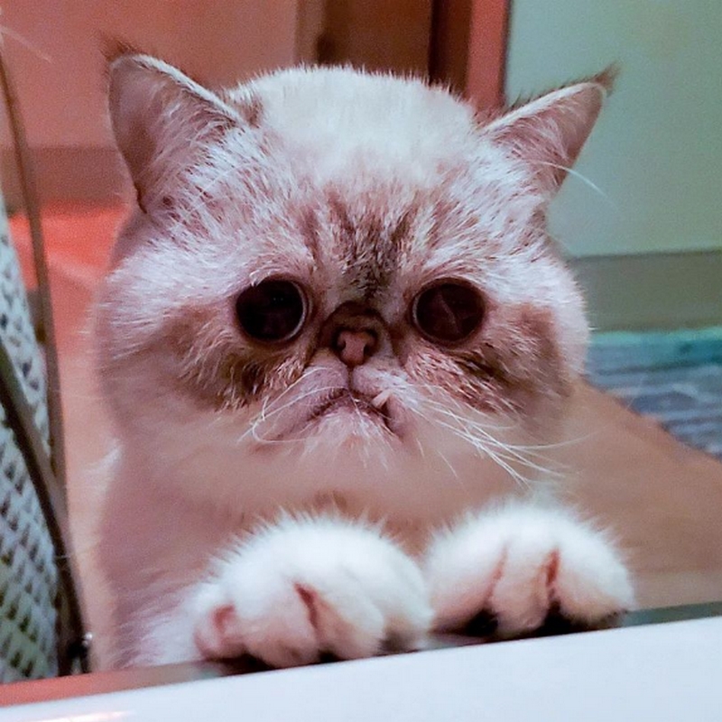 Mister Marbles