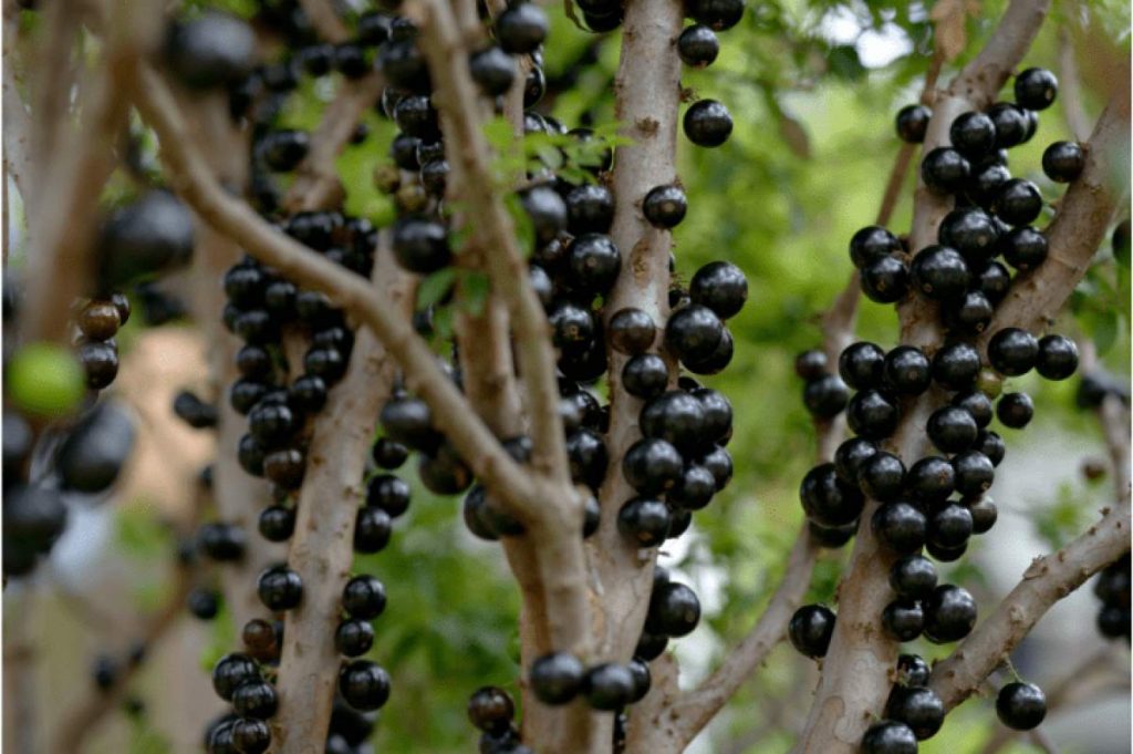 jaboticaba gyümölcs