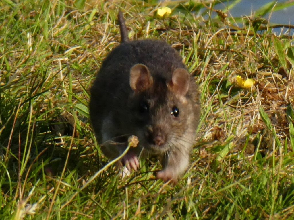 Patkány