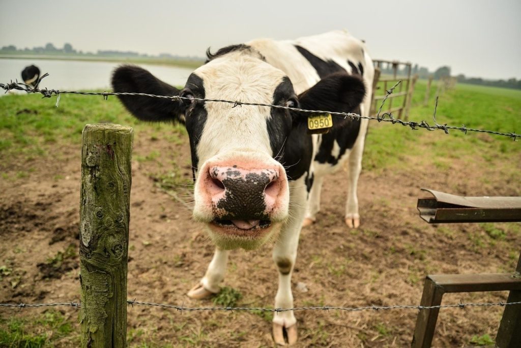 silly cow