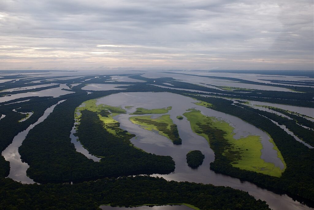 brazília amazonas esőerdő