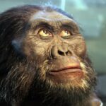 Australopithecus