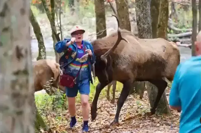 Turisták vs állatok