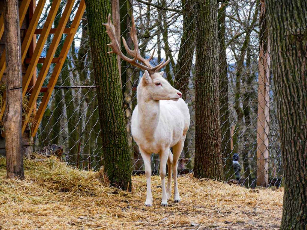 A ritka szarvasbika