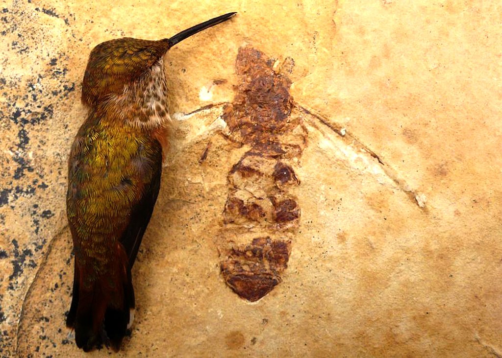 titanomyrma hangyák
