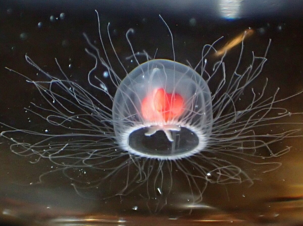 Turritopsis