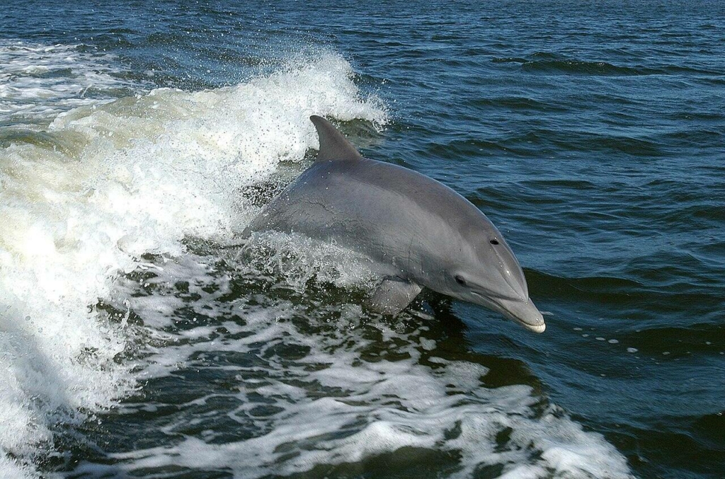 palackorrú delfin
