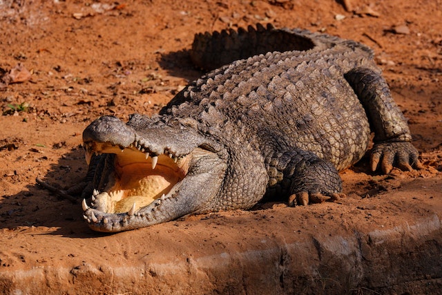 krokodil