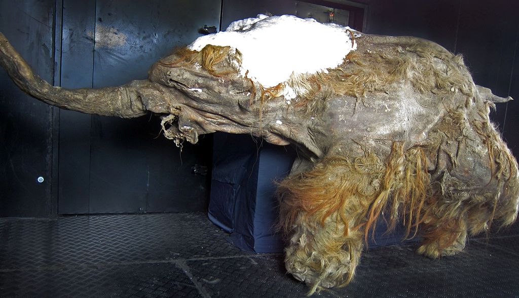 Yoka mamut