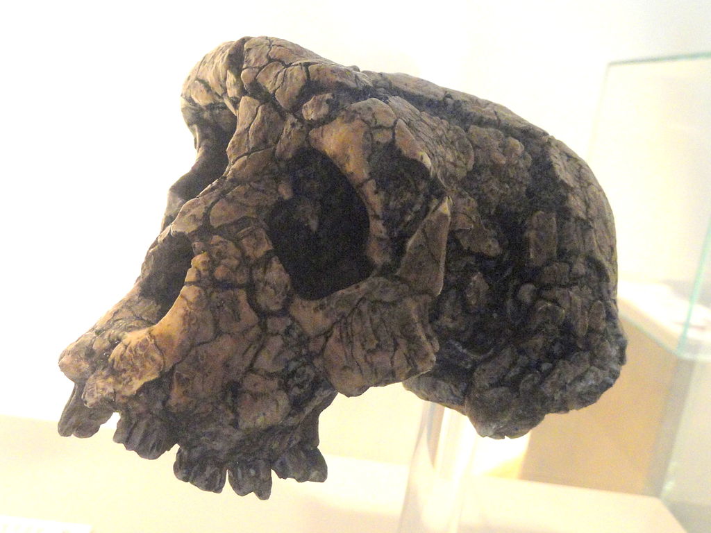 koponya ősember Afrika Európa