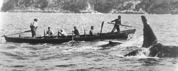 Bálna vadászok kardszárnyú delfinekkel