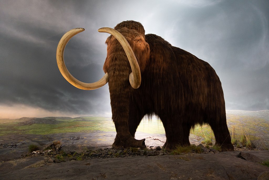 mamut gyapjas mamut