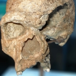 koponya homo sapiens