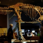 T-Rex dinoszaurusz