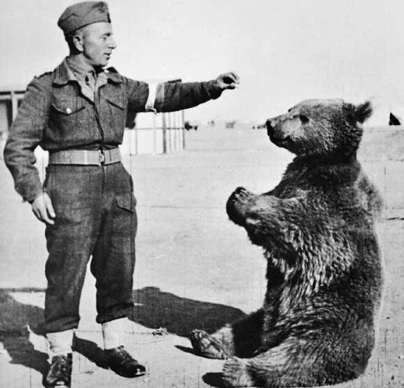 wojtek a medve