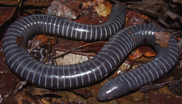 Siphonops annulatus