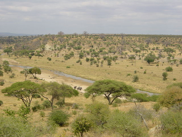 A Tarangire Nemzeti Park Tanzániában, Kelet-Afrikában.
