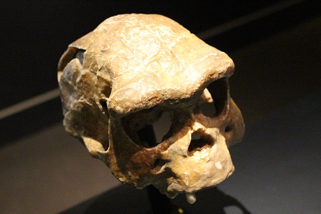 Homo erectus