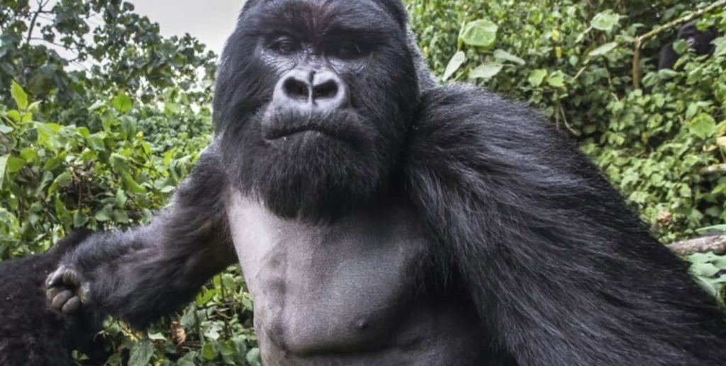 részeg gorilla