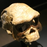 felegyenesedett ember homo erectus koponya