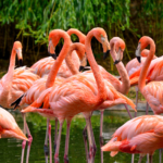 Flamingók