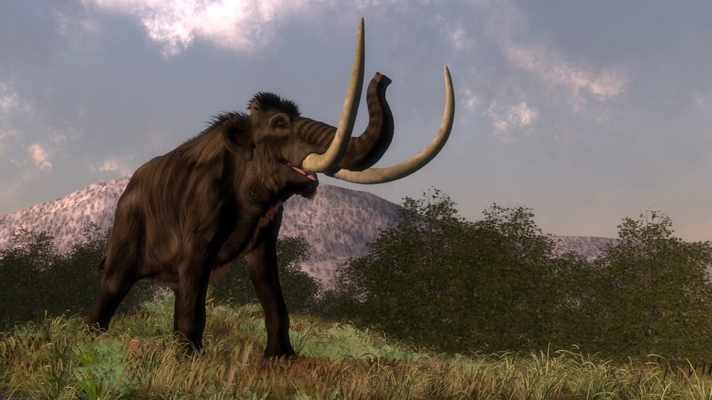 mamut csontok leletek