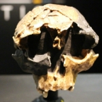 homo sapiens távoli rokon homo antecessor