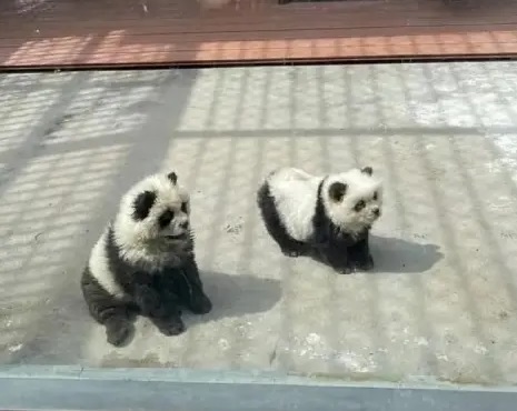 panda