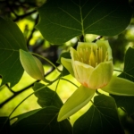 Amerikai tulipánfa ( liriodendron tulipifera )