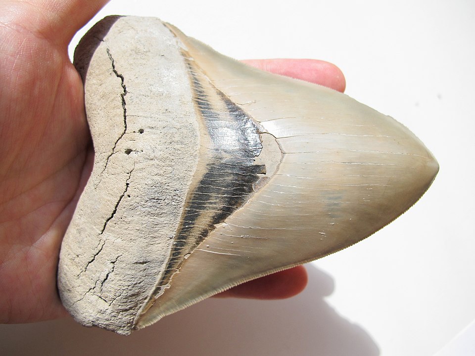 megalodon óráis cápa nő