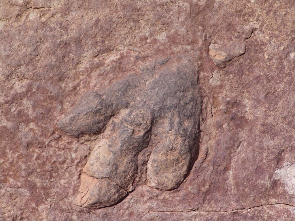 dinoszaurusz lábnyom