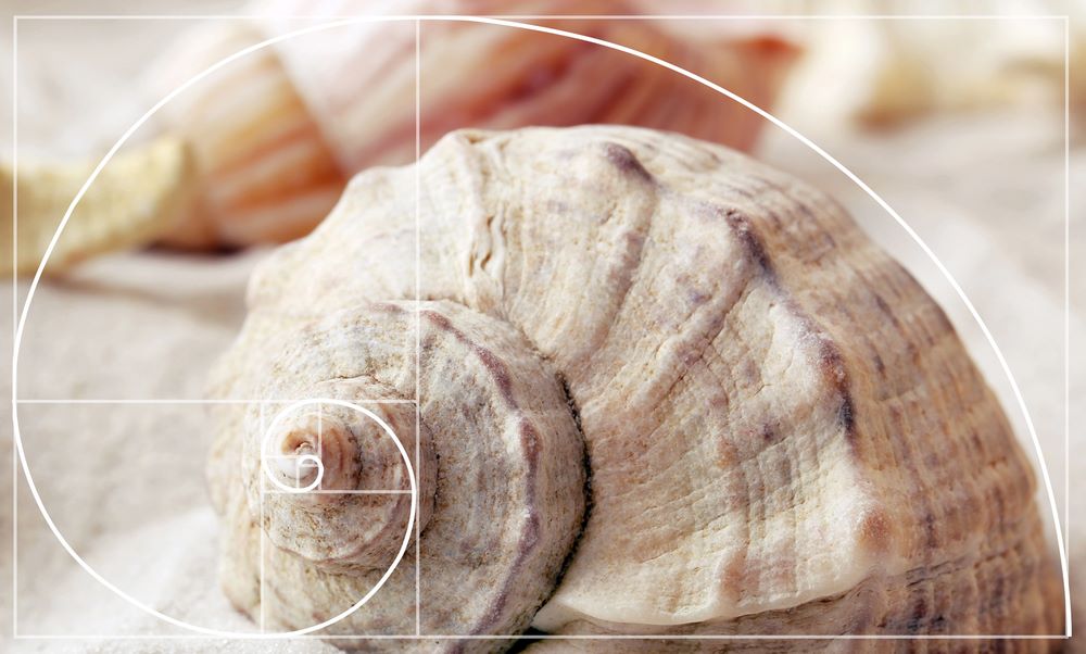 Fibonacci-sorozat aranymetszés csiga