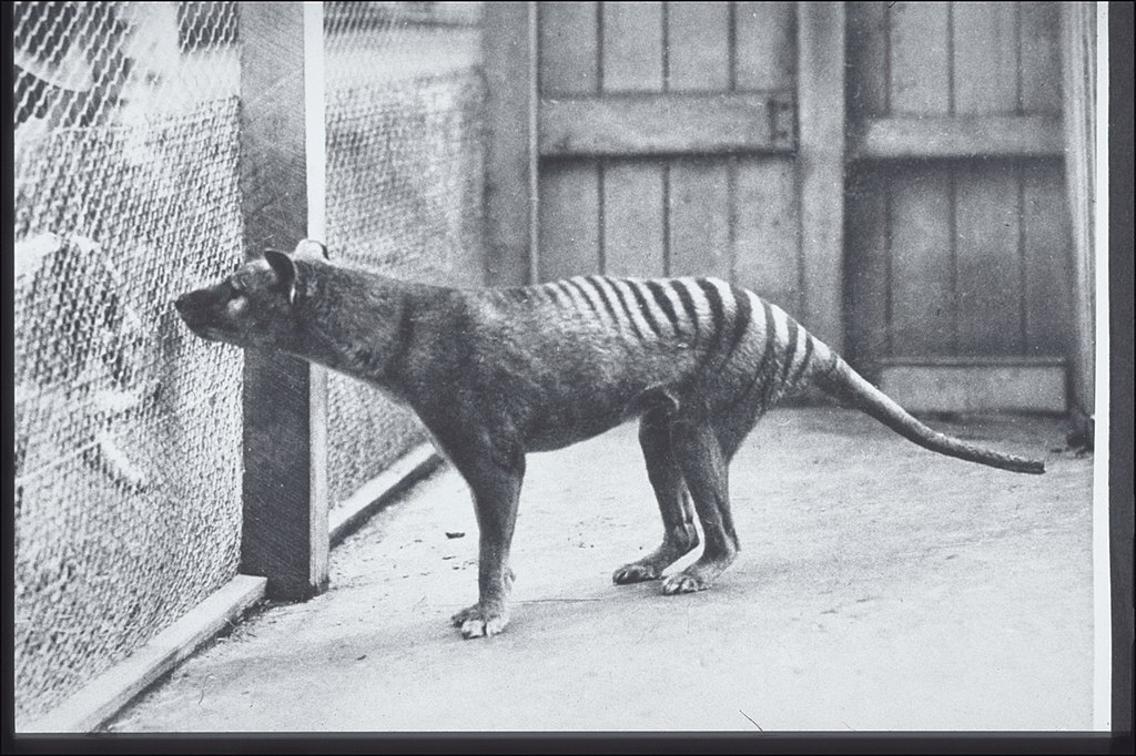 Erszényesfarkas fogságban tasmán tigris