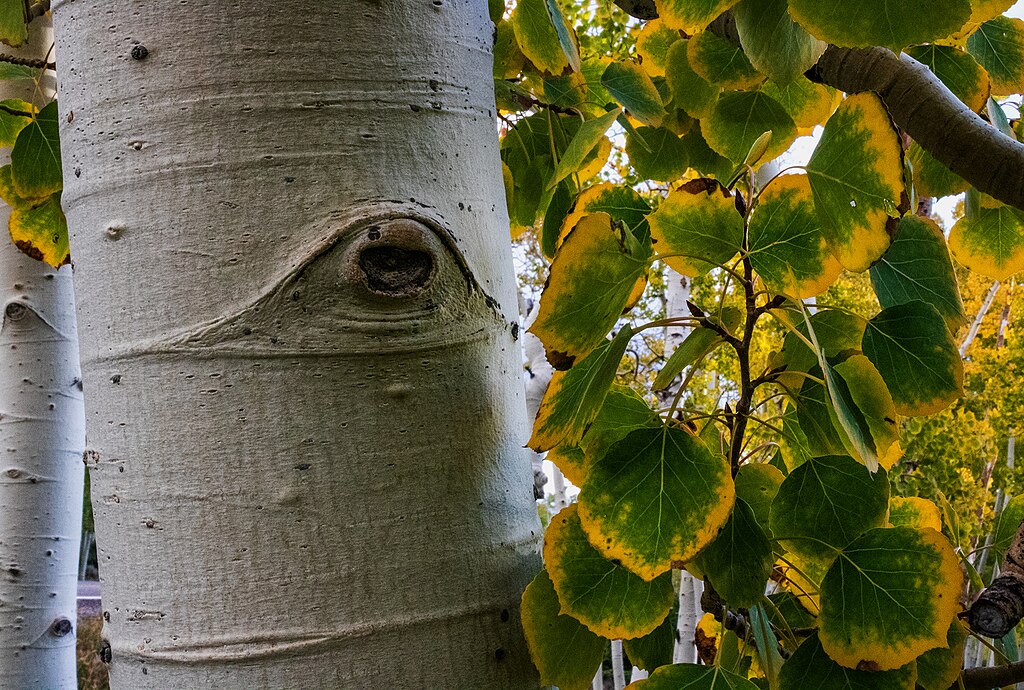Pando, a nyárfa, ami a világ legnagyobb szervezetét képzi