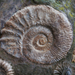 perm-triász kihalási esemény természeti katasztrófa fosszíliák ökoszisztéma