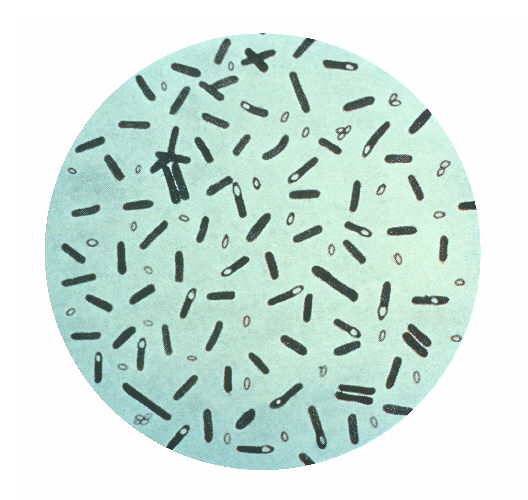 Clostridium_botulinum baktérium