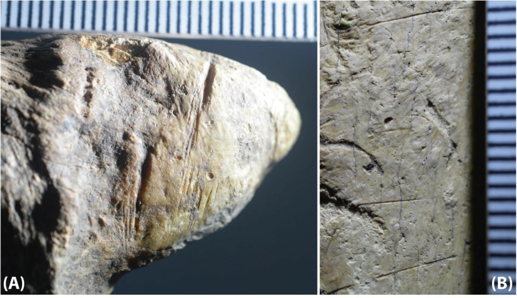 történelem Románia hominin