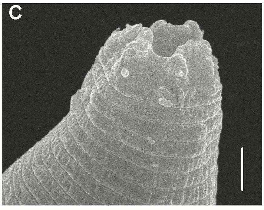 Panagrolaimus kolymaensis fonálféreg hibernáció kriptobiózis