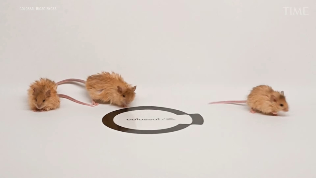 colossal gyapjas egér