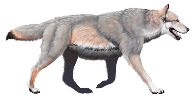 óriásfarkas