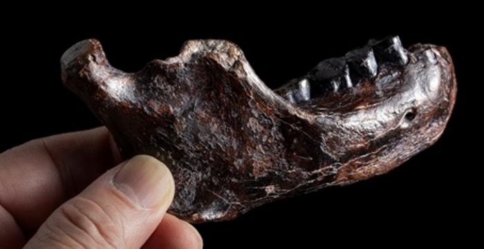 gyenyiszovai ember állkapocs fosszília