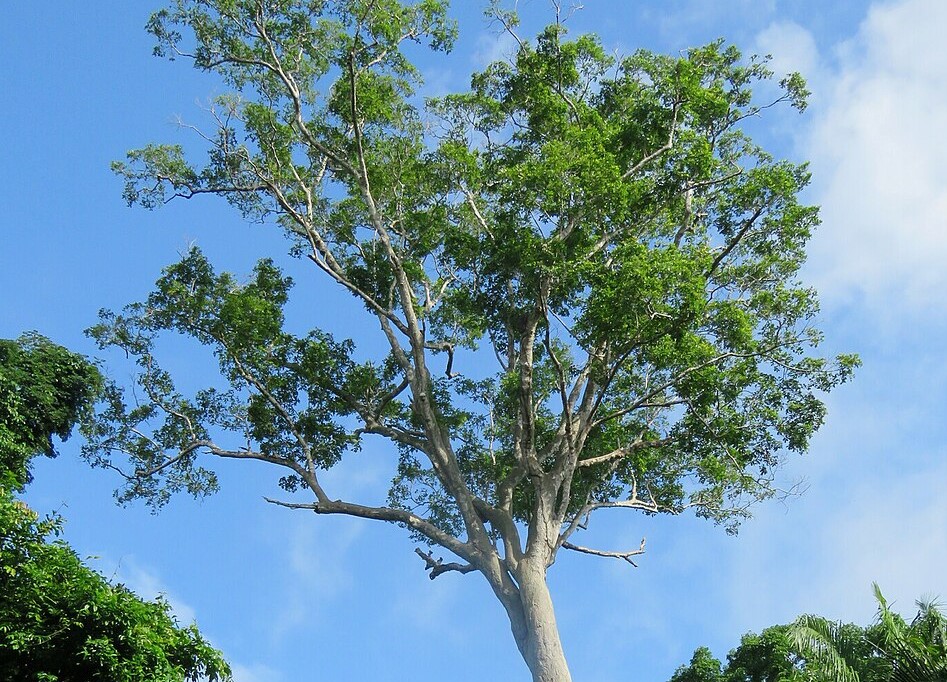tonkababfa