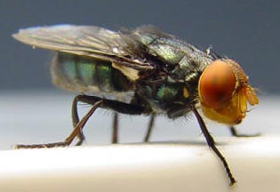 Cochliomyia_hominivorax_legyek