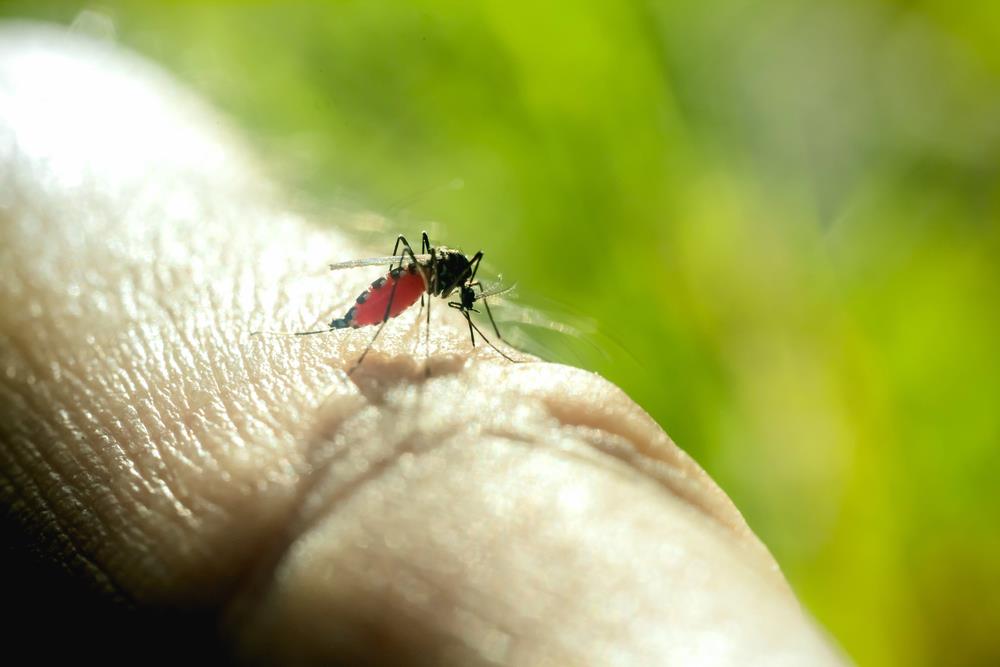 Veszélyes betegségeket terjesztenek a magyarországi szúnyogok