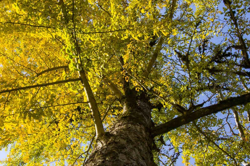 gingko-biloba-fa kihalás